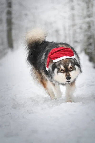 Finlandiya Kış Mevsiminde Açık Havada Noel Baba Şapkalı Bir Köpeğin — Stok fotoğraf
