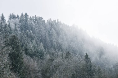 Kış mevsiminde sisli havalarda dağlardaki ağaçların, ormanların ya da ormanların arkaplan fotoğrafı