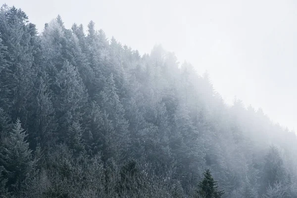 Tło Zdjęcie Drzew Lasów Lub Lasów Górach Podczas Mglistej Pogody — Zdjęcie stockowe