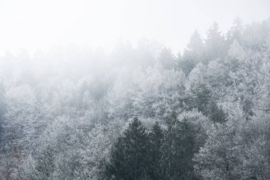 Kış mevsiminde sisli havalarda dağlardaki ağaçların, ormanların ya da ormanların arkaplan fotoğrafı