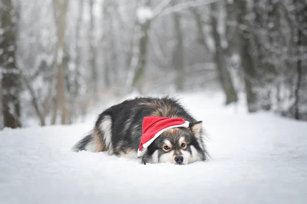 冬季时节 一只带着桑塔帽子的芬兰拉菲狗在户外的肖像 — 图库照片