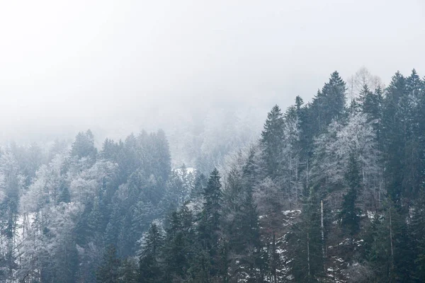 Tło Zdjęcie Drzew Lasów Lub Lasów Górach Podczas Mglistej Pogody — Zdjęcie stockowe