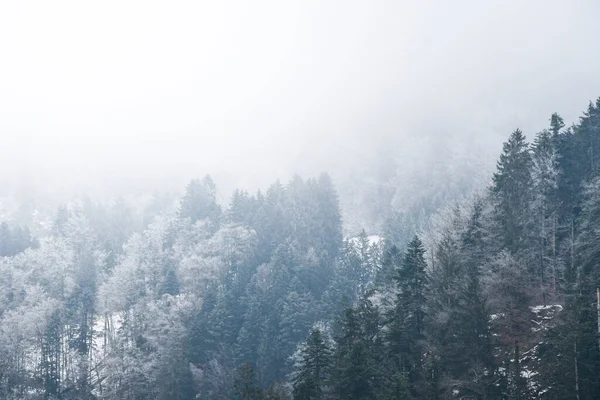 Foto Fondo Árboles Bosques Bosques Las Montañas Durante Tiempo Brumoso Fotos de stock libres de derechos