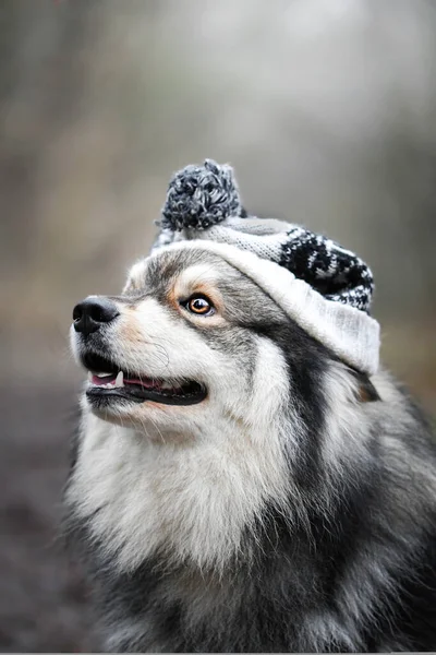 Retrato Cão Lapphund Finlandês Livre Usando Chapéu Durante Temporada Inverno — Fotografia de Stock