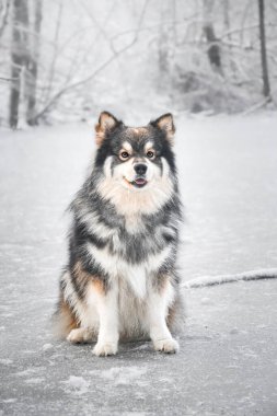 Finlandiya 'nın Lapphund köpeğinin kış mevsiminde açık havada portresi