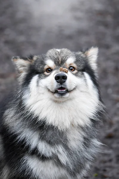 Portrait Finnish Lapphund Dog Outdoors Having Treat Balanced Nose — Stok Foto