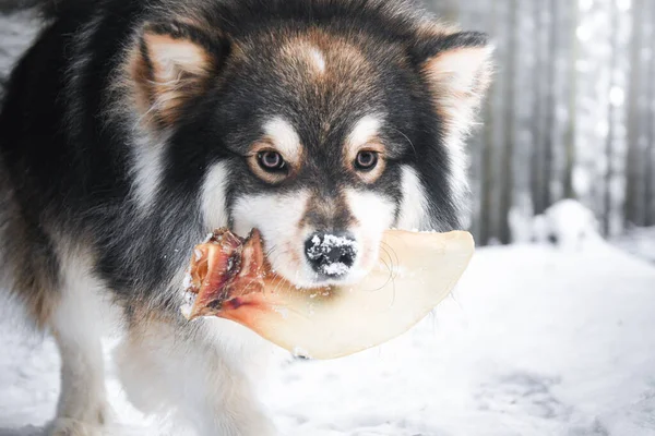芬兰拉菲狗在户外的肖像 — 图库照片