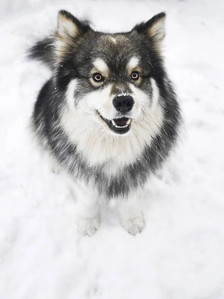 Porträtt Finsk Lapphund Utomhus Vintersäsongen — Stockfoto