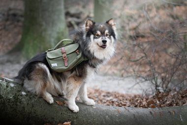 Açık havada sırt çantası takan Fin Lapphund köpeği portresi