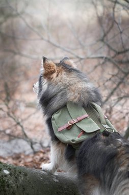 Açık havada sırt çantası takan Fin Lapphund köpeği portresi