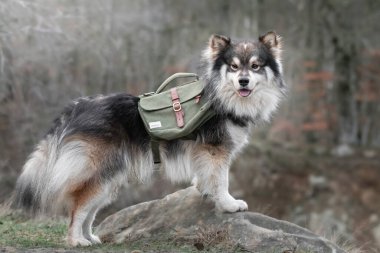 Açık havada sırt çantası takan Fin Lapphund köpeği portresi