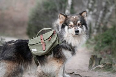 Açık havada sırt çantası takan Fin Lapphund köpeği portresi