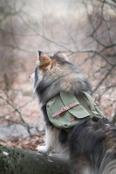 Retrato Cão Lapphund Finlandês Usando Mochila Livre — Fotografia de Stock