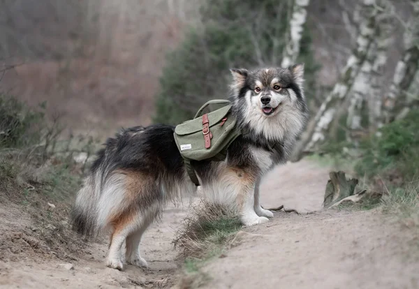 Açık havada sırt çantası takan Fin Lapphund köpeği portresi