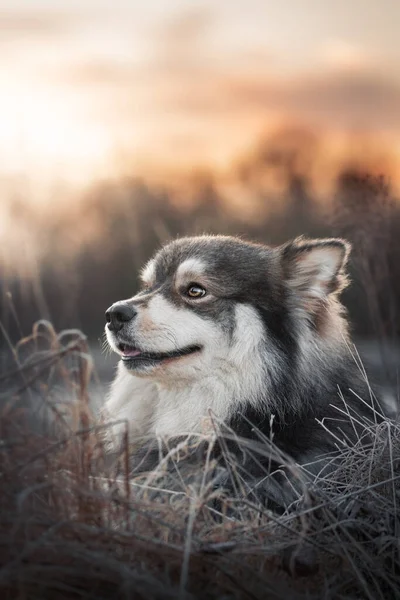 Portret Van Een Finse Hond Tijdens Zonsondergang Buiten — Stockfoto
