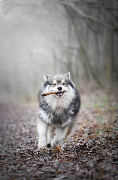 芬兰拉普隆德犬在户外嘴里衔着棍子奔跑的肖像 — 图库照片