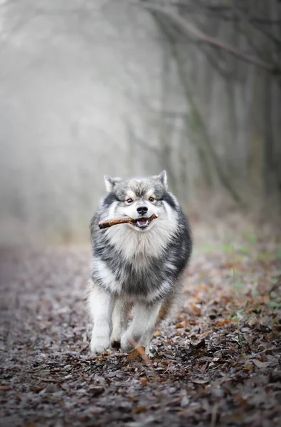 Porträtt Finsk Hundvalp Som Springer Med Käpp Munnen Utomhus — Stockfoto