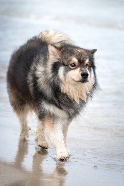 Plajda açık havada Fin Lapphund köpeği portresi.
