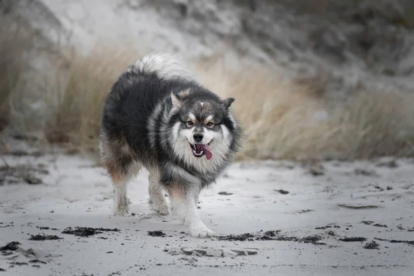 Портрет Финской Лапландской Собаки Открытом Воздухе Пляже — стоковое фото