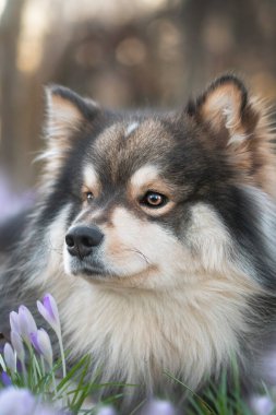 Baharda açık havada çiçeklerin arasına uzanmış Fin Lapphund köpeği portresi.