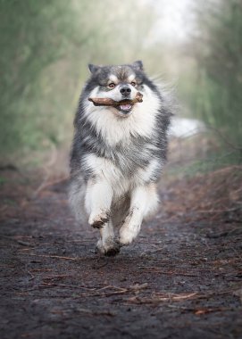 Açık havada ağzında sopayla koşan Fin Lapphund köpeği portresi.