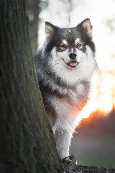 Portret Van Een Finse Hond Die Bij Zonsondergang Buiten Staat — Stockfoto