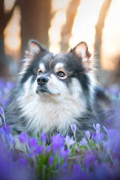 Portret Van Een Finse Lapphund Hond Liggend Tussen Bloemen Lente — Stockfoto