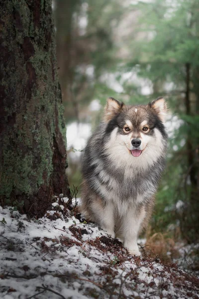 Portrait Finnish Lapphund Dog Sitting Outdoors — Stock Photo, Image