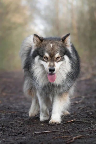 Retrato Cão Lapphund Finlandês Andando Livre — Fotografia de Stock