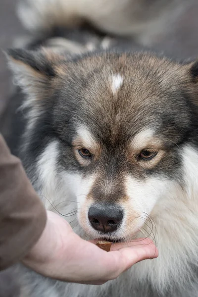 Retrato Cão Lapphund Finlandês Recebendo Deleite Doces Livre — Fotografia de Stock