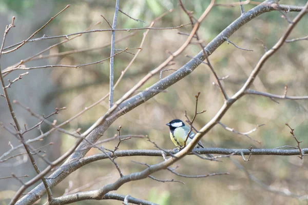 Baharda Açık Havada Ağaçta Oturan Küçük Bir Kuşun Fotoğrafı — Stok fotoğraf