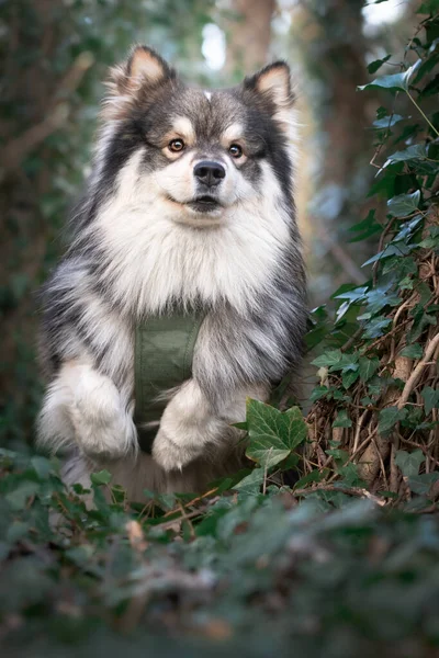 Koşum Takımı Takıp Açık Havada Koşan Fin Lapphund Köpeğinin Portresi — Stok fotoğraf