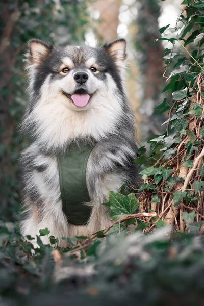 芬兰拉菲狗戴着安全带在户外奔跑的肖像 — 图库照片