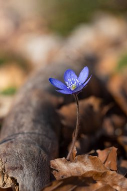 Kapalı ya da açık havada mavi bir bahar çiçeğinin makrosu
