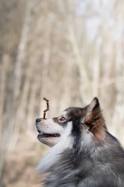 Portret Van Een Finse Lapphund Hond Balancerend Snoep Traktaties Zijn — Stockfoto