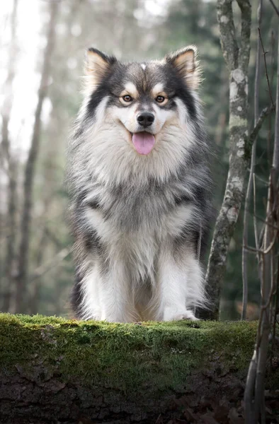 Портрет Финской Лапландской Собаки Выглядящей Счастливой Открытом Воздухе — стоковое фото