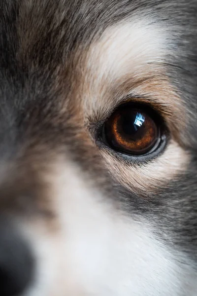 Fechar Macro Olho Cão Lapphund Finlandês — Fotografia de Stock