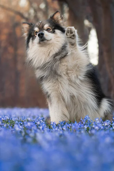 Portrait Finnish Lapphund Dog Doing Wave Paw Trick Outdoors Spring — Stok Foto