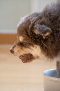 Aç bir Fin Lapphund köpeği ve yemek yiyen köpek yavrusunun portresi