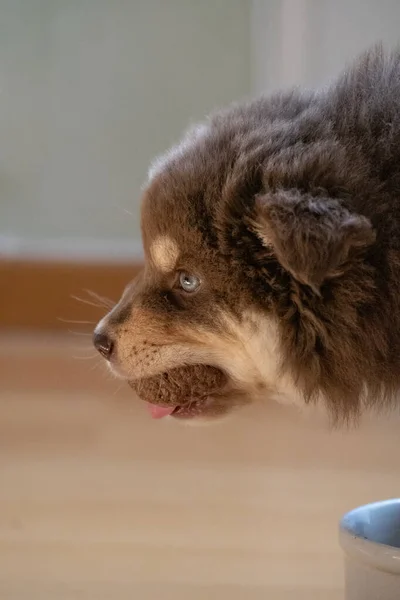 Portret Van Een Hongerige Finse Lapphund Hond Puppy Die Voedsel — Stockfoto