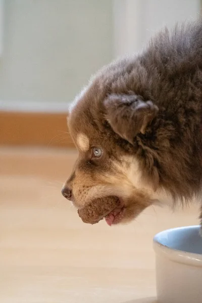 Portrét Hladového Finského Psa Lapphund Štěněte Jíst Jídlo — Stock fotografie