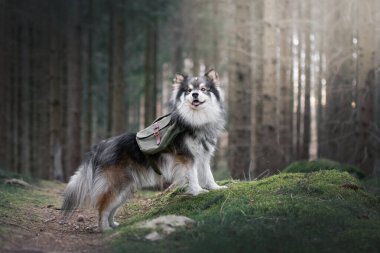 Fin Lapphund köpeğinin portresi ormanda ya da ormanda macera çantası takıyor.