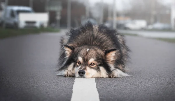 Portret Fińskiego Psa Lapphund Świeżym Powietrzu Mieście Lub Mieście Miejskim — Zdjęcie stockowe