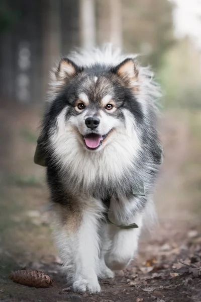 Retrato Cão Lapphund Finlandês Usando Mochila Aventura Livre — Fotografia de Stock