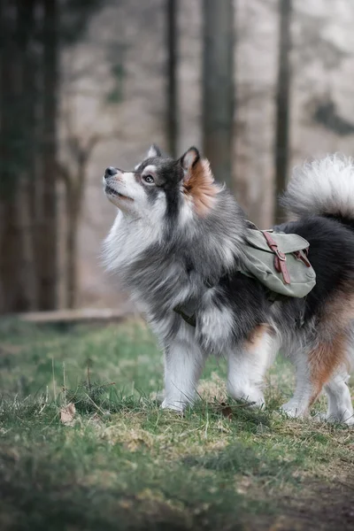Fin Lapphund Köpeğinin Portresi Ormanda Ormanda Macera Çantası Takıyor — Stok fotoğraf
