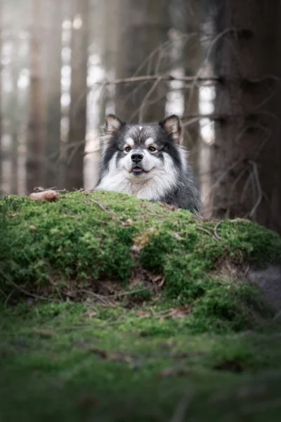 Portret Fińskiego Psa Lapphunda Świeżym Powietrzu Lesie Lub Lesie — Zdjęcie stockowe