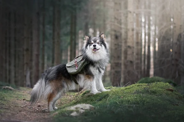 Fin Lapphund köpeğinin portresi ormanda ya da ormanda macera çantası takıyor.