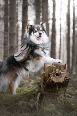 Fin Lapphund köpeğinin portresi ormanda ya da ormanda macera çantası takıyor.