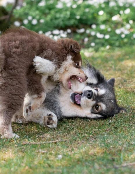 Portrait Finnish Lapphund Dog Puppy Playing Outdoors Yard — Stok Foto