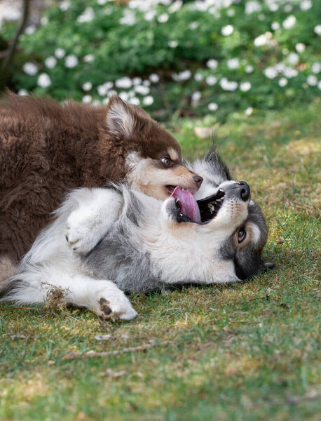 Portrait of a Finnish Lapphund dog and puppy playing outdoors in the yard